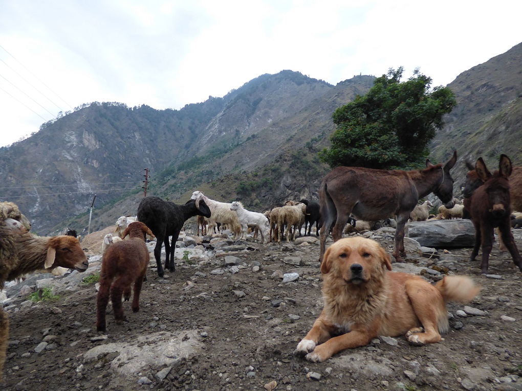 एक कुत्ता भेड़ और बकरियों के झुण्ड को शिकारी जानवरों से सुरक्षित रखता है। [image by Janaki Lenin]