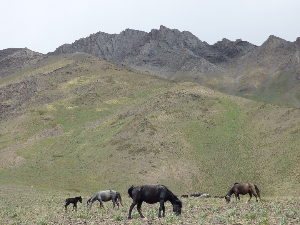 The villagers’ Chumurti horses grazing [image by Janaki Lenin]