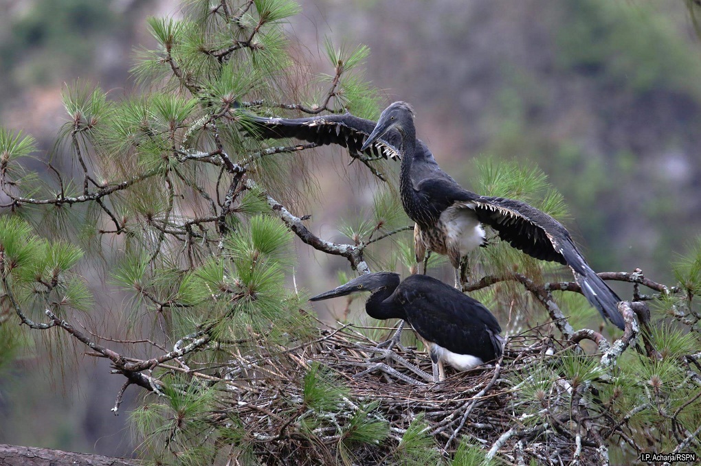 The white bellied heron is a critically endangered species [image courtesy the Royal Society for Protection of Nature, Bhutan]