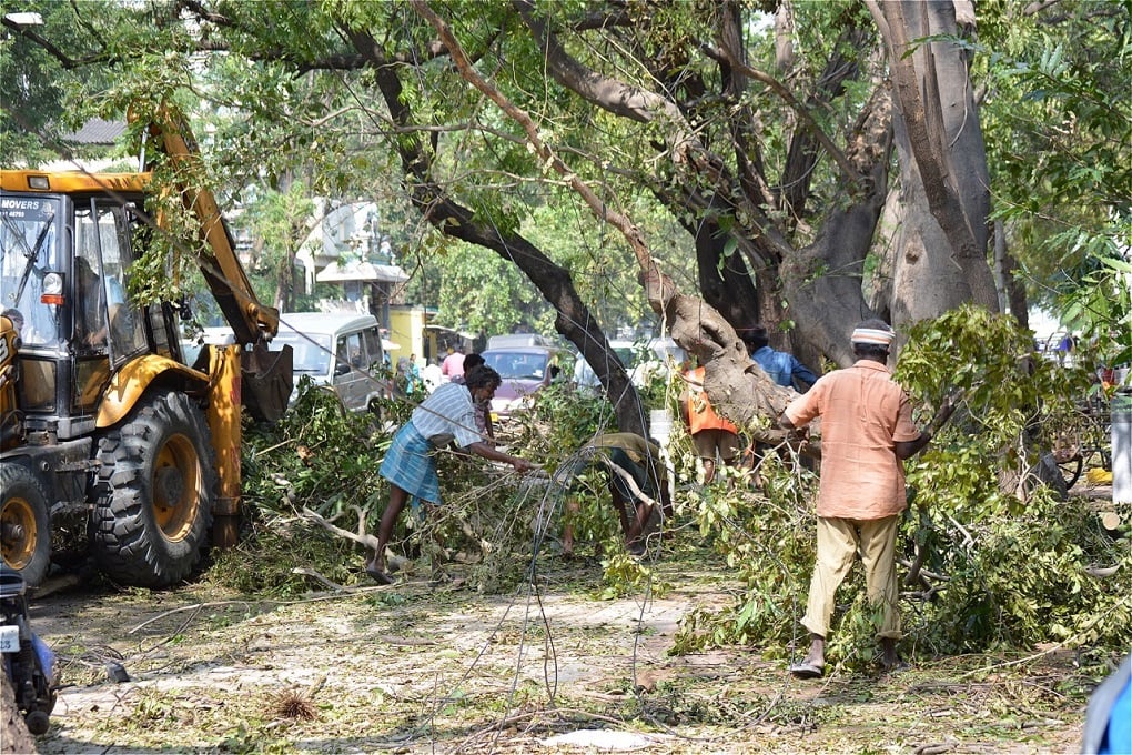 More than 10,000 trees were uprooted [image by S Gopikrishna Warrier]