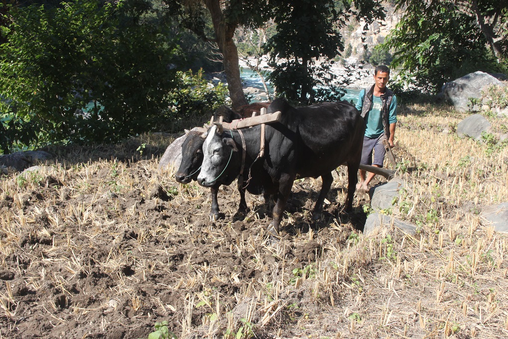 A local ploughing the field in Rabalde where the power house will be built