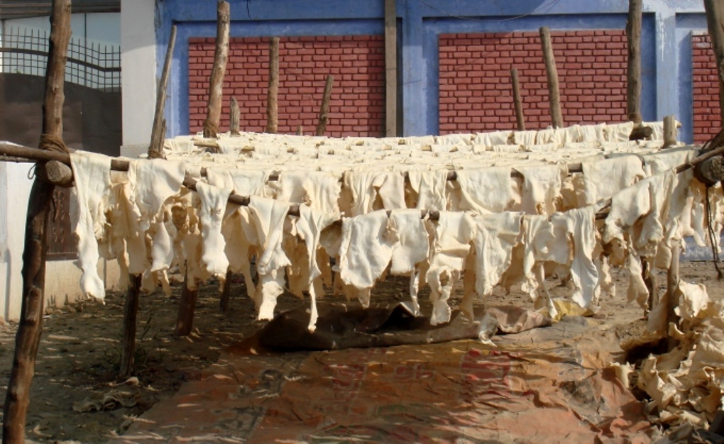 A tannery unit at Jajmau for TTP [image by Juhi Chaudhary]