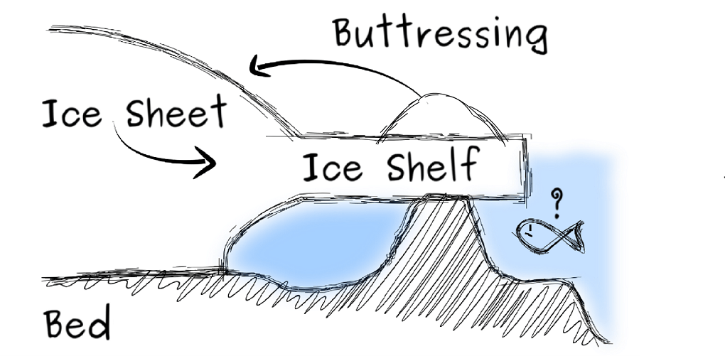 An ice rise stabilises the system by buttressing the ice shelf [image by Reinhard Drews]