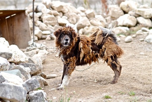 This is one scary big dog! His fur is this way as it's shedding through adolescence, or that's what his owner told us..