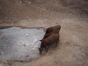 Cattle drink from a pond [image by Kang Ning]