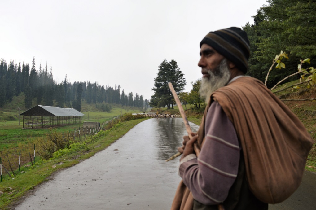 Mohammad Iqbal Bejran, a 51 year old nomad from Rajouri has been migrating to highland pastures in Himalayas with the family’s flocks of sheep and goats since he was a child. Bejran says that Bakarwals used to go wherever they wanted in the forests, but now many enclosures have come up which makes the movements of nomads and their herds difficult in forests. 