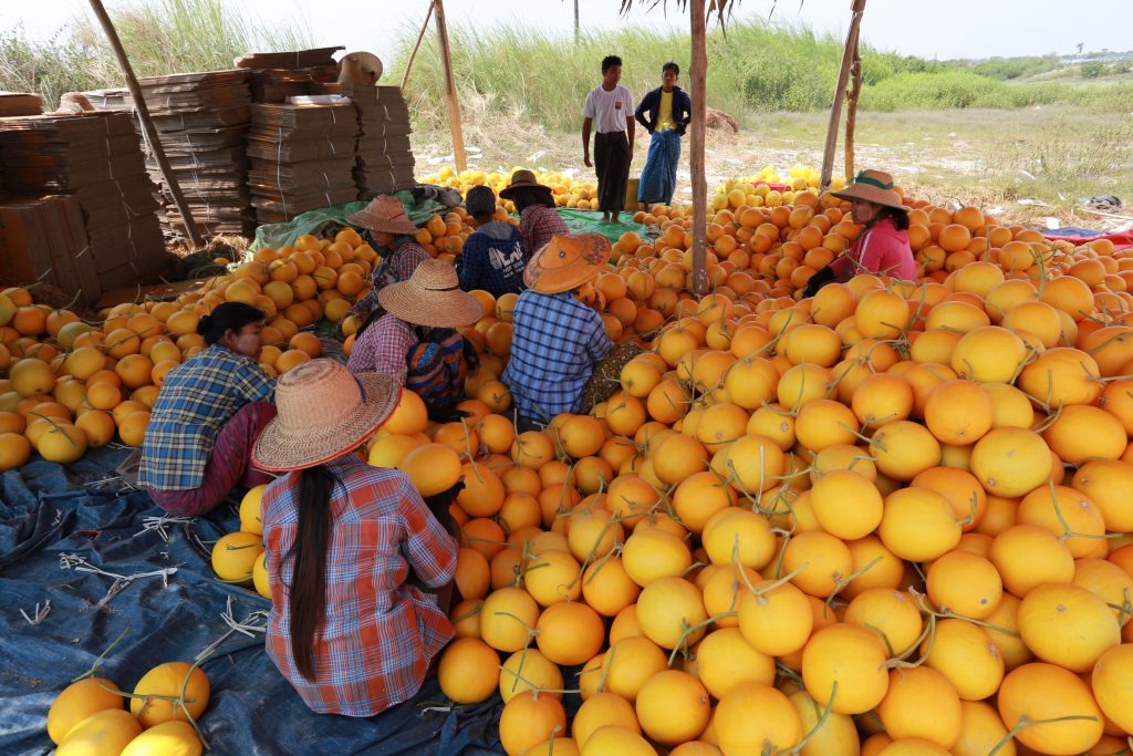 Workers in Chaung U township packing musk melon for export to China