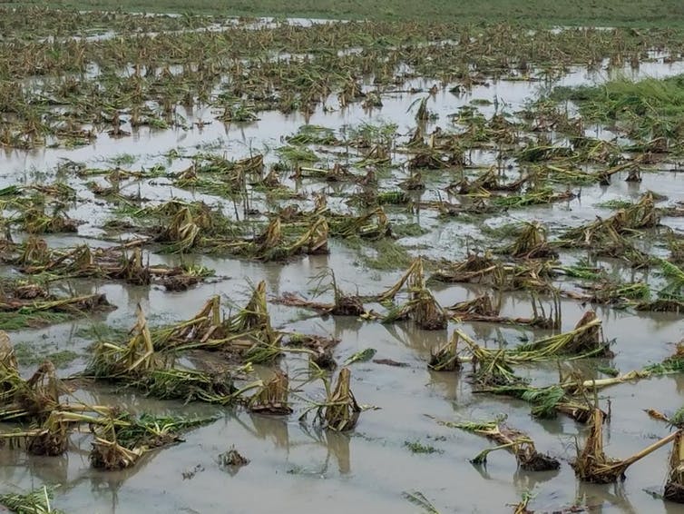 Crop damage on Puerto Rico from hurricane Maria, October 2017 